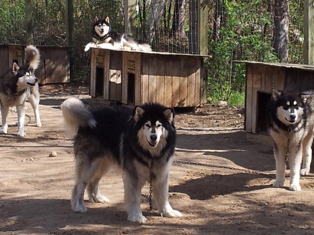 Grangette Entre Chiens Et Loups Hotel L'Anse-Saint-Jean Luaran gambar